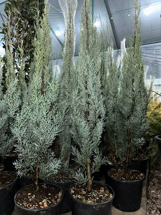 Аризонский кипарис 1 -1,20 m