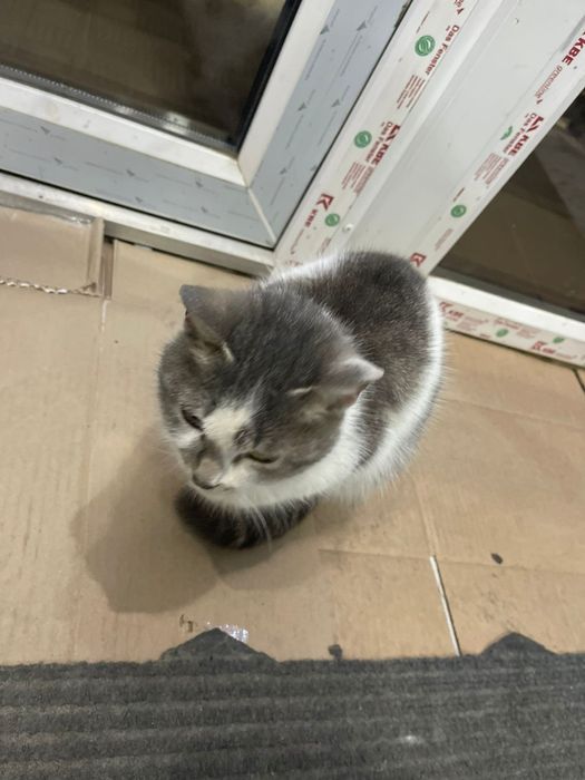 В добрые руки кошку