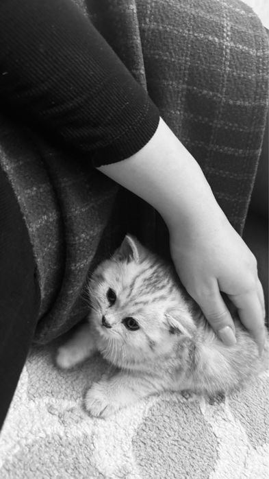 Продается котенок +подарок есть