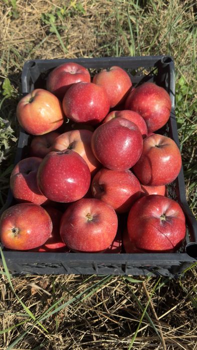 Яблоневый сад (apple garden)