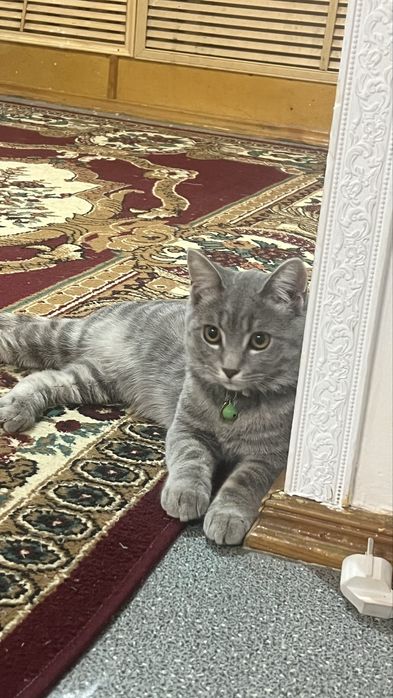 Отдам кота в добрые руки