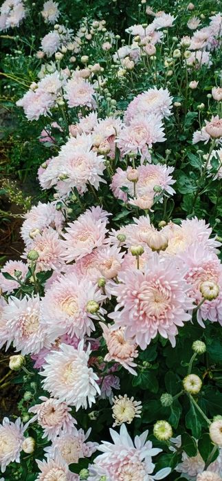 Продам цветы  многолетники