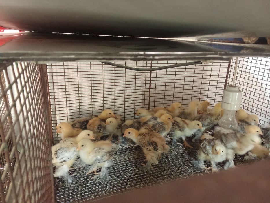 Брамы месячные суточные