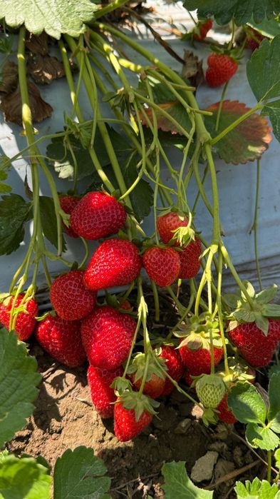 Продам рассаду разных сортов