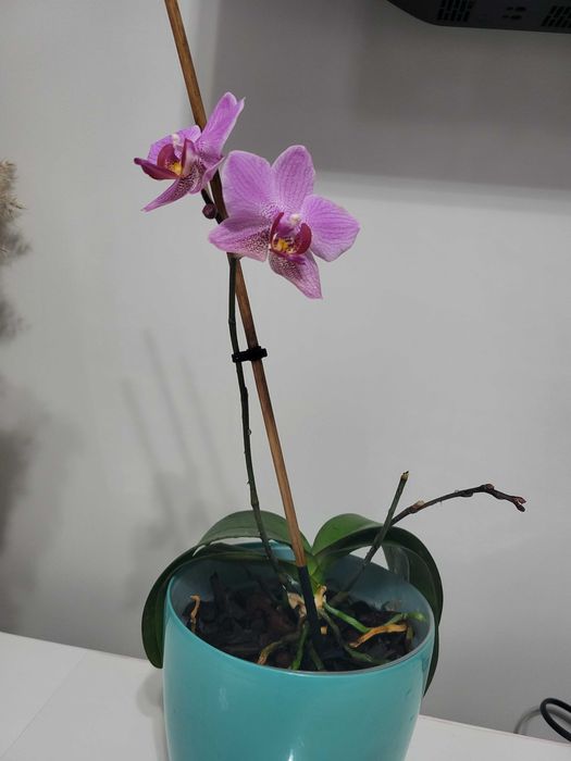Продам Орхидеи сейчас цветут