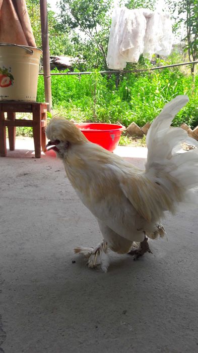 Продаётся дикаративные куры