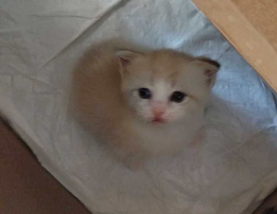 Mushu bolasi sotiladi