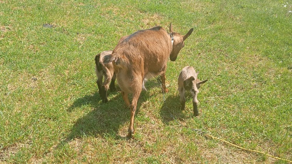 Vând 2 capre  alpine si doi iezi