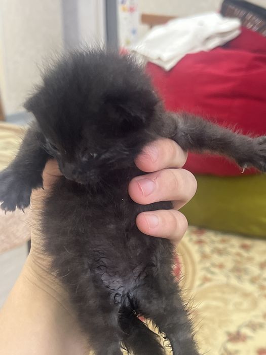 Котенок сирота недельный соска есть.