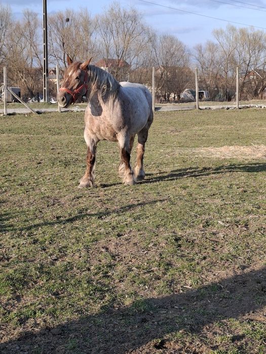 Vand iapa, 5 ani, 924 kg.