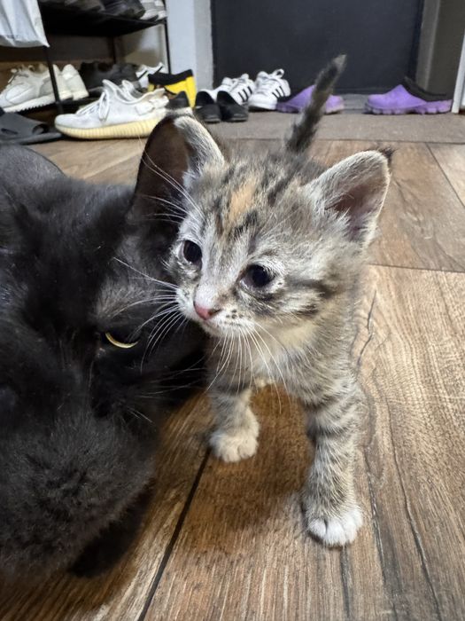 Отдам в добрые руки котят