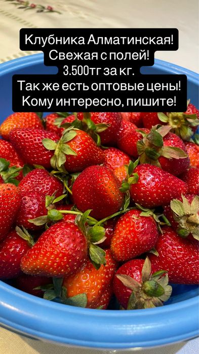 Клубника Алматинская. С поля!