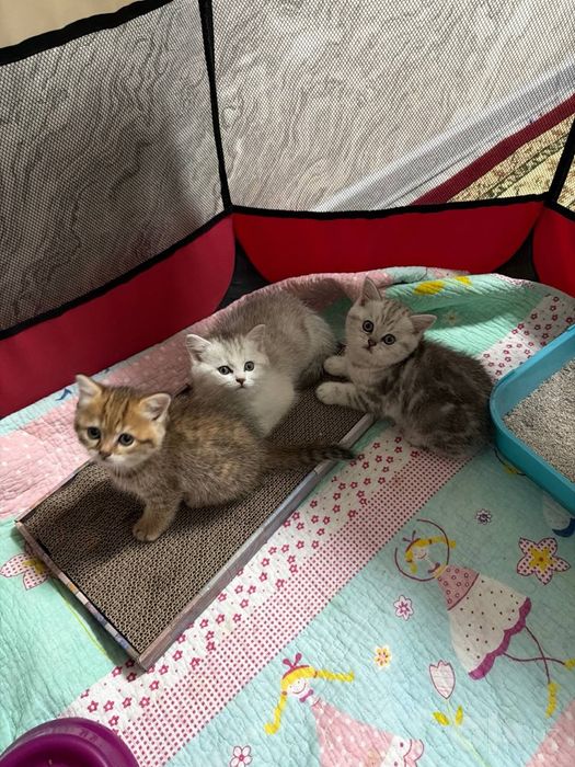 Mushuklar sotiladi zalatinsti serebrist shinshila onasi va bolari