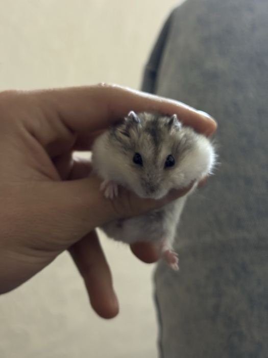 Продам хомячков джунгарских