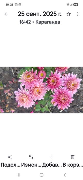 Цветы садовые многолетние