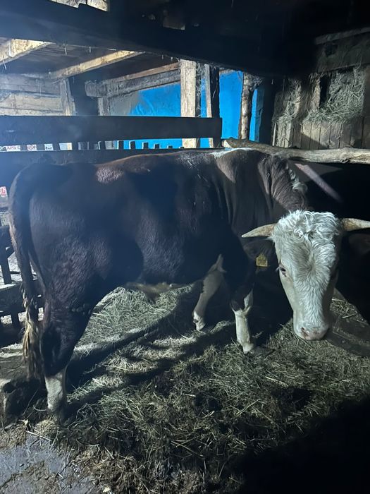 Продам быка 1год 7 месяцев