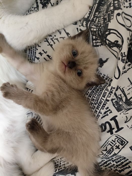 Продам шотландского котенка