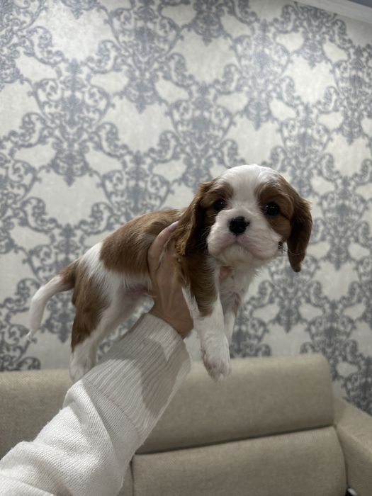 Кавалер Кинг Чарльз Спаниели щенки