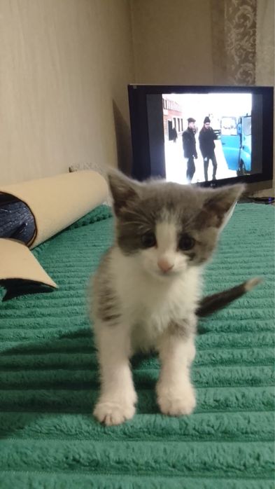 Отдам котят в добрые руки