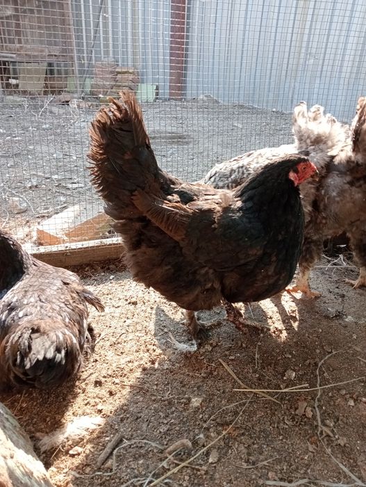 Продам куры домашние