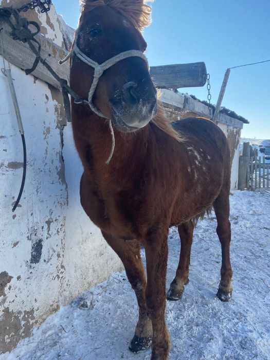 Сумма , перевод,