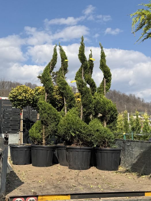 Vand plante ornamentale diferite specii de calitate extra
