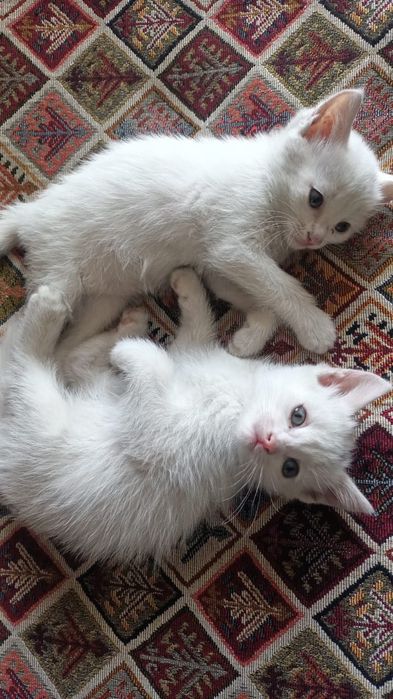 Котенок в добрые руки
