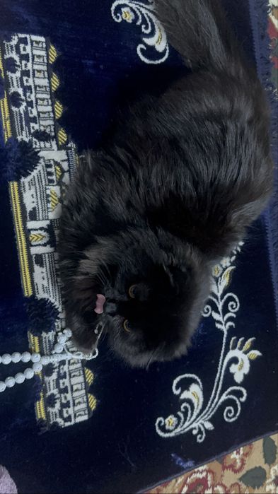 Продаю кота породи хайлендсфолд