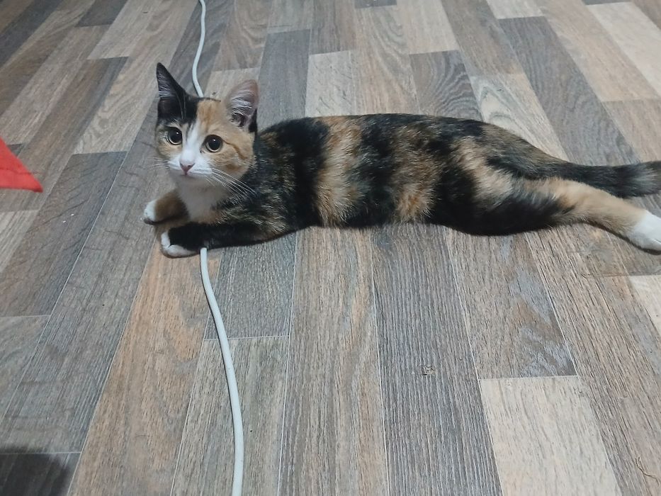 Отдам кошечку в добрые руки