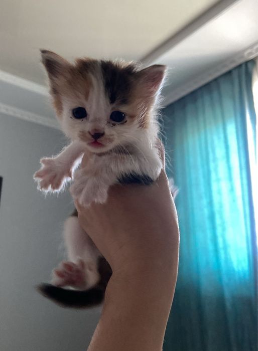Трехцветный котенок