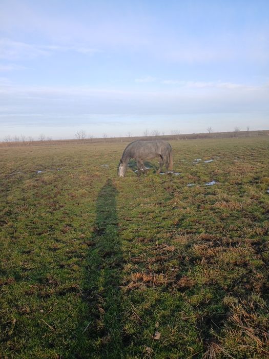 Vând mânza de 3 anii