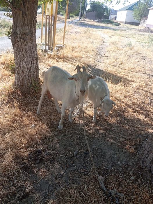 Сауынды Ешкі егіз лағымен