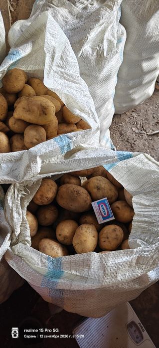 Продам домашнюю картошку
