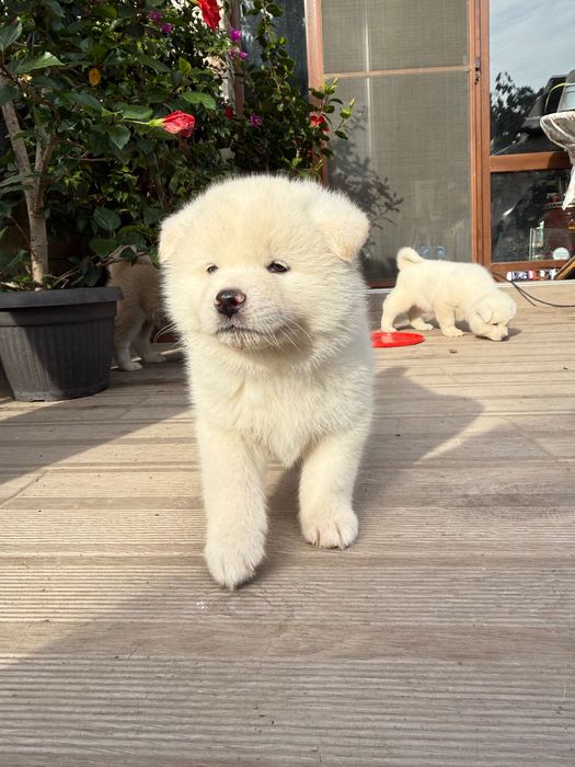 Акита ину кученца