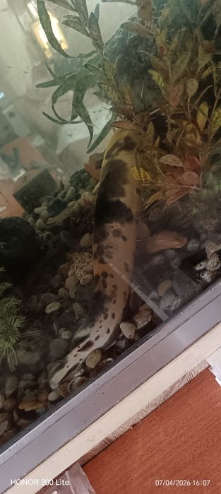 Продам Сомов клариус тигровые