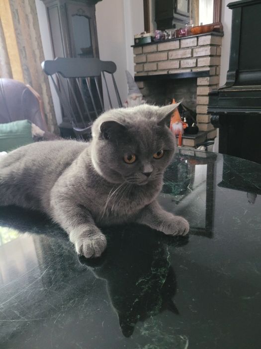 Siria- British Shorthair 3 ani