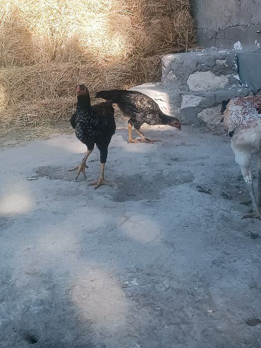 Asl zot kulangi bolalari sotildi.