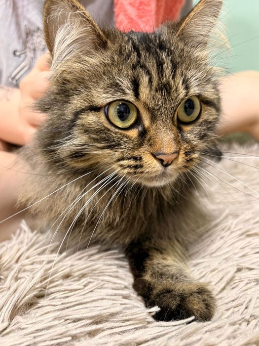 Продам кошку Мейн кун