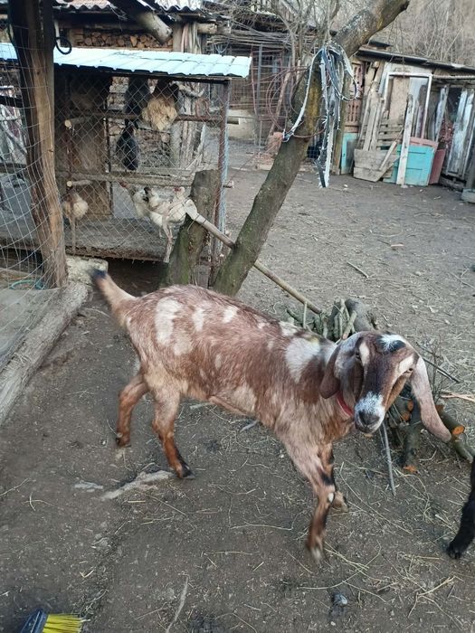 Vând capra anglonubiana gestantă în aproape 2 luni!