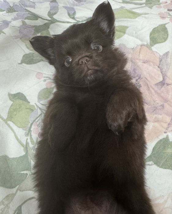 Chihuahua cu par lung