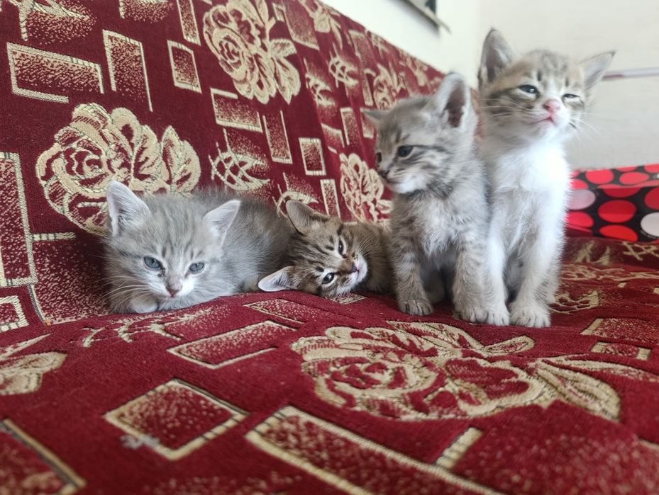 есть котята красивые