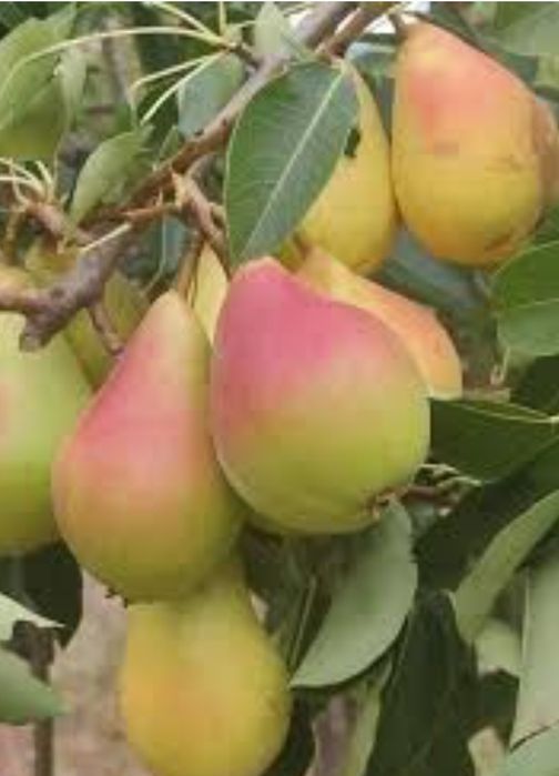 Pomi Pitici Dwarf ( PĂR )