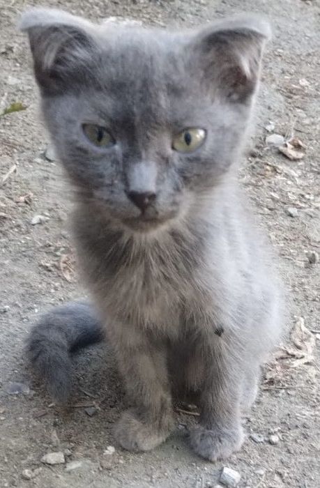 Котенок девочка ищет дом