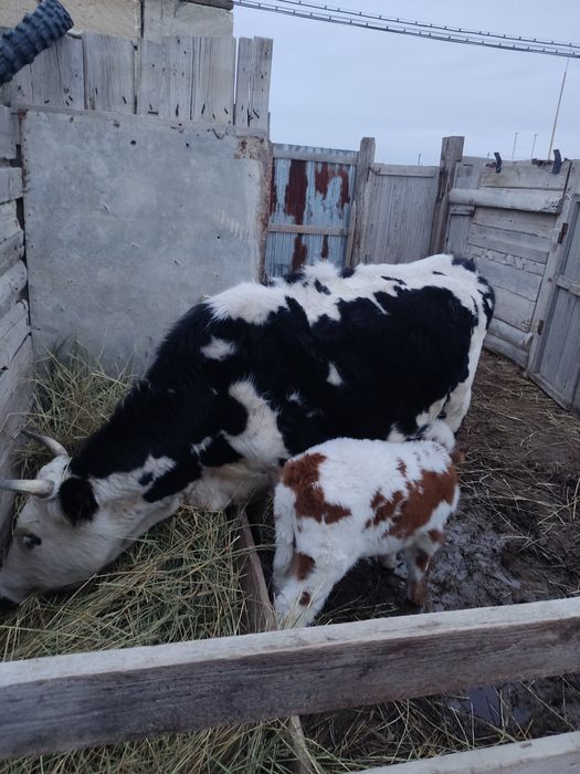 Бұзаулы сиыр сатылады