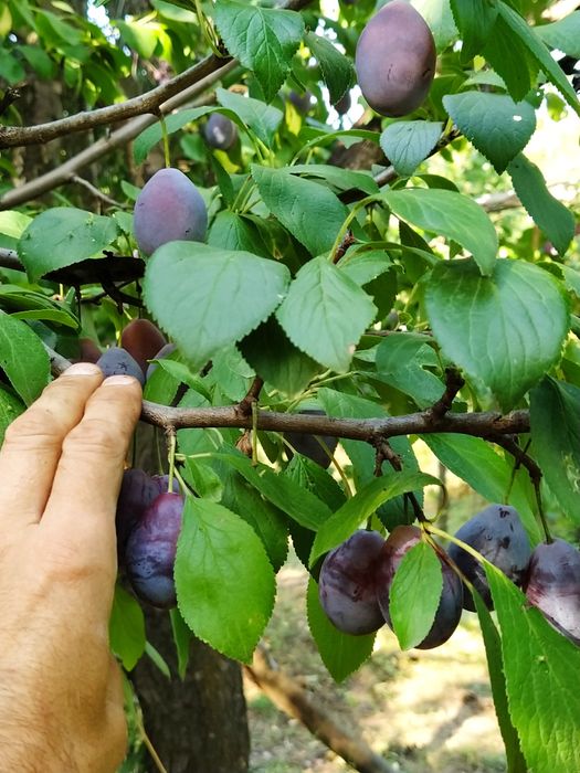 Vând prune pentru țuică cu Brix 24-28
