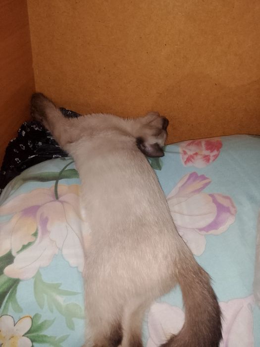 кошечка, девочка, около 7 месяцев