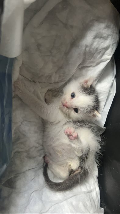 Отдам котенка в хорошие руки