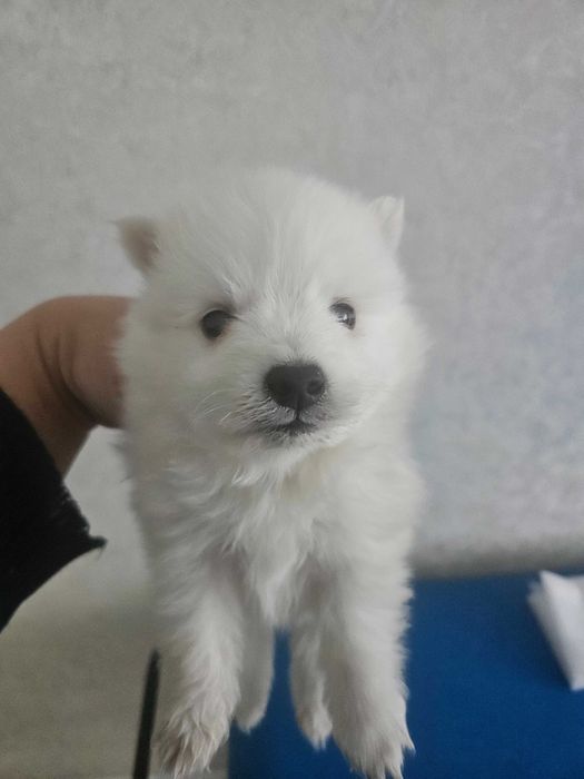 щенки японского шпица