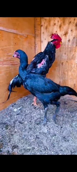 Шалпан хуроз ганой макион тозза конлар сотилади икаласиям Жужа макион