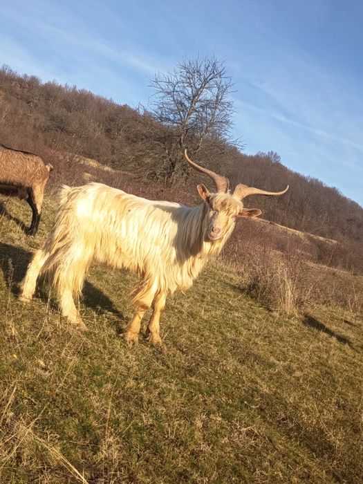 Țap de 2 ani și 3 luni